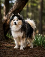 Puppy (Boy 1 of 5) , a male Pomsky for sale in Asheboro, NC – 3 of 3