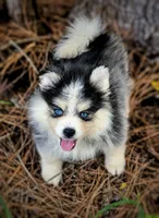 Puppy (Boy 4 of 5) , a male Pomsky for sale in Asheboro, NC – 1 of 1