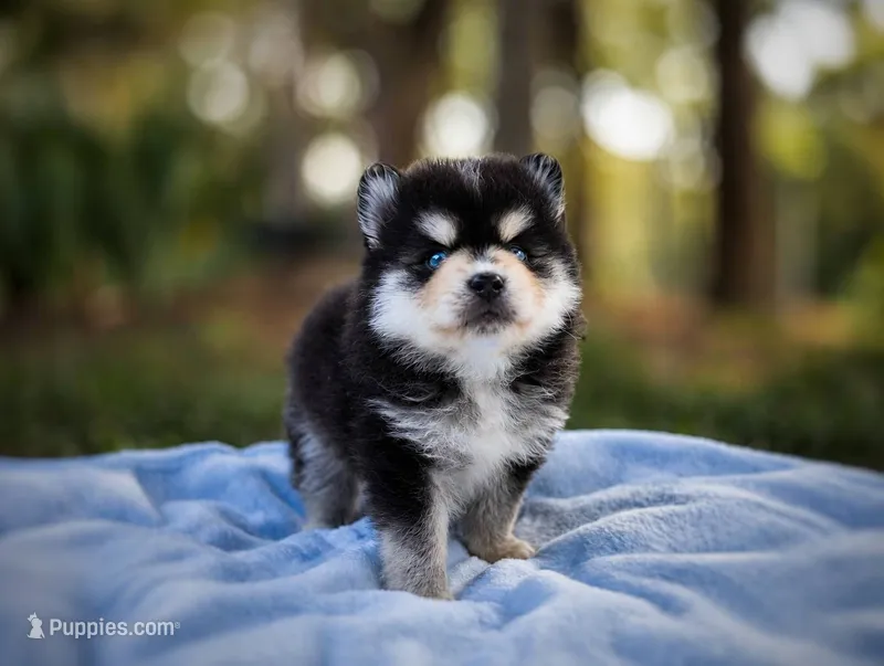 Puppy (Boy 1 of 5)  – Pomsky puppy for sale in Asheboro, NC