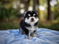 Puppy (Boy 1 of 5) , a male Pomsky for sale in Asheboro, NC – 1 of 5
