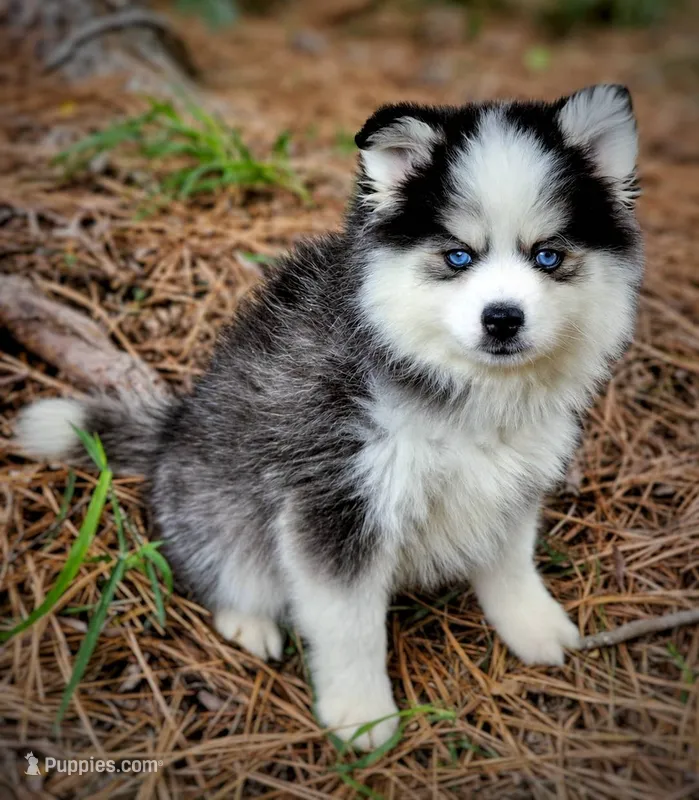 Puppy (Boy 3 of 5)  – Pomsky puppy for sale in Asheboro, NC