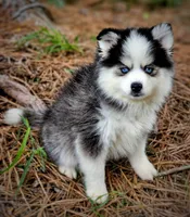 Puppy (Boy 3 of 5) , a male Pomsky for sale in Asheboro, NC – 1 of 3
