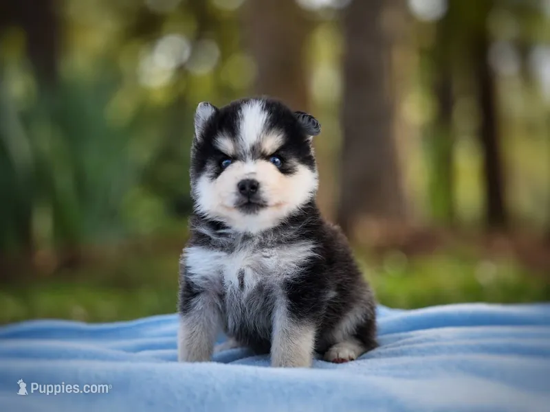 Puppy (Boy 2 of 5)  – Pomsky puppy for sale in Asheboro, NC