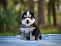 Puppy (Boy 2 of 5) , a male Pomsky for sale in Asheboro, NC – 1 of 5