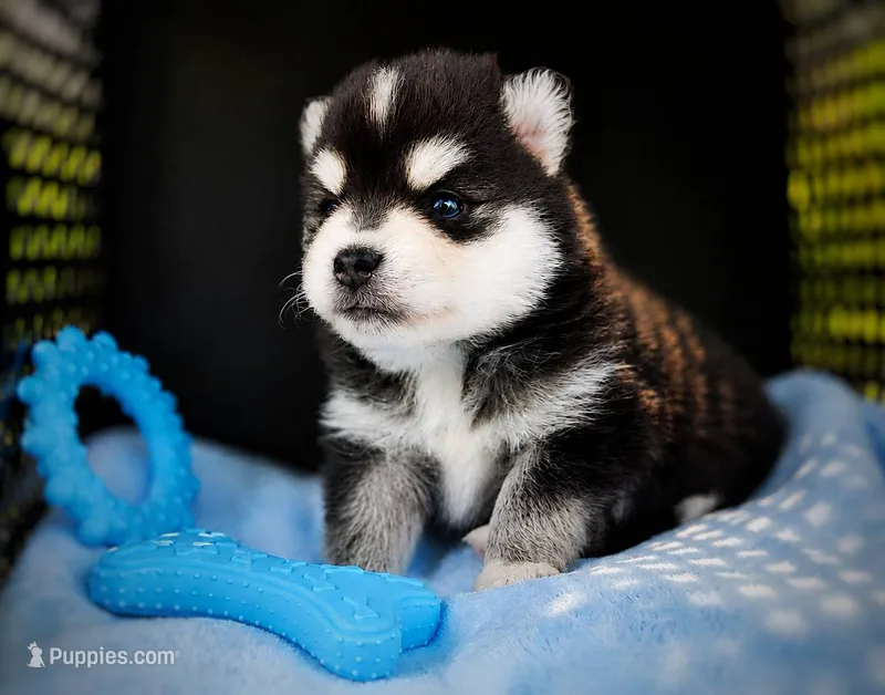 Puppy (Boy 1 of 5)  – Pomsky puppy for sale in Asheboro, NC