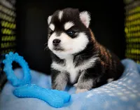 Puppy (Boy 1 of 5) , a male Pomsky for sale in Asheboro, NC – 2 of 5