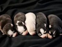 Puppy (Boy 5 of 5) , a male Pomsky for sale in Asheboro, NC – 2 of 4