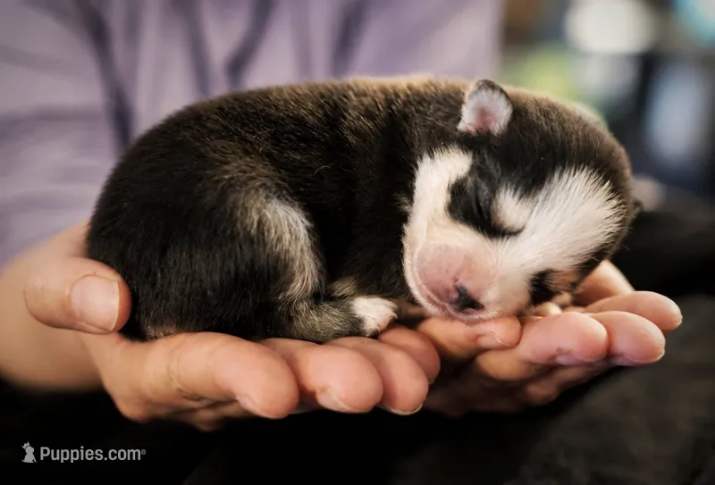 Puppy (Boy 4 of 5)  – Pomsky puppy for sale in Asheboro, NC