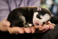 Puppy (Boy 4 of 5) , a male Pomsky for sale in Asheboro, NC – 1 of 4