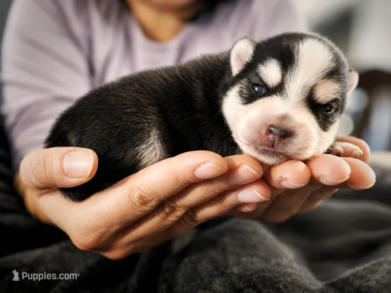 Puppy (Boy 2 of 5)  – Pomsky puppy for sale in Asheboro, NC