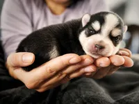 Puppy (Boy 2 of 5) , a male Pomsky for sale in Asheboro, NC – 1 of 3