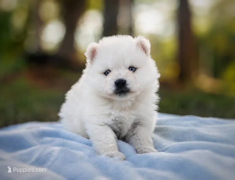 Puppy (Boy 5 of 5)  – Pomsky puppy for sale in Asheboro, NC