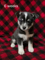 Honey, a female Alaskan Klee Kai for sale in Cloquet, MN – 3 of 9