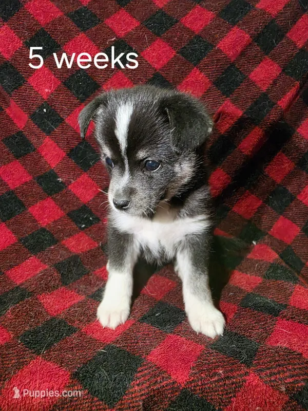 Female – Alaskan Klee Kai puppy for sale in Cloquet, MN