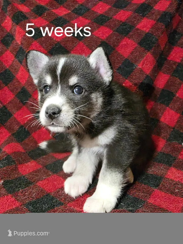 Male – Alaskan Klee Kai puppy for sale in Cloquet, MN
