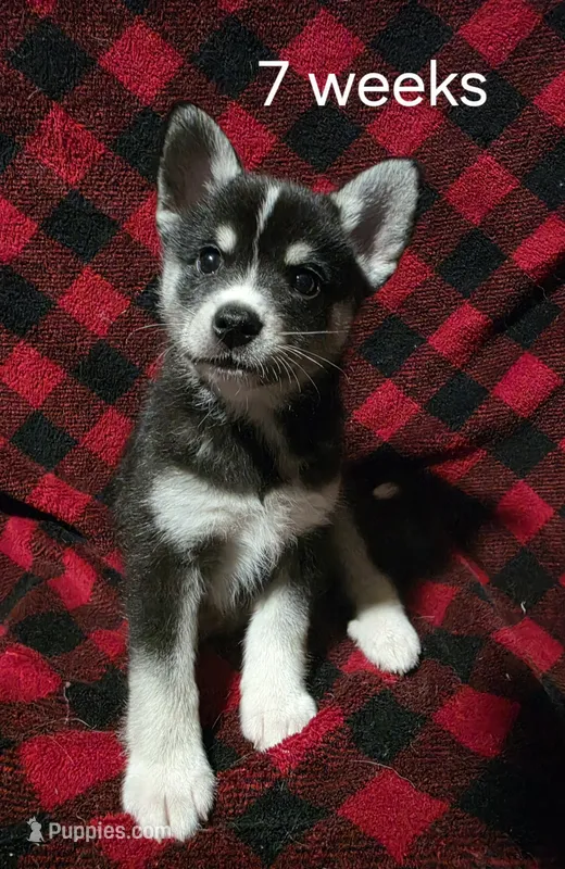 Male – Alaskan Klee Kai puppy on hold in Cloquet, MN