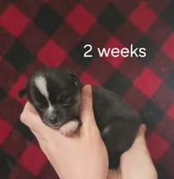Honey, a female Alaskan Klee Kai for sale in Cloquet, MN – 7 of 9