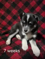 Honey, a female Alaskan Klee Kai for sale in Cloquet, MN – 2 of 9
