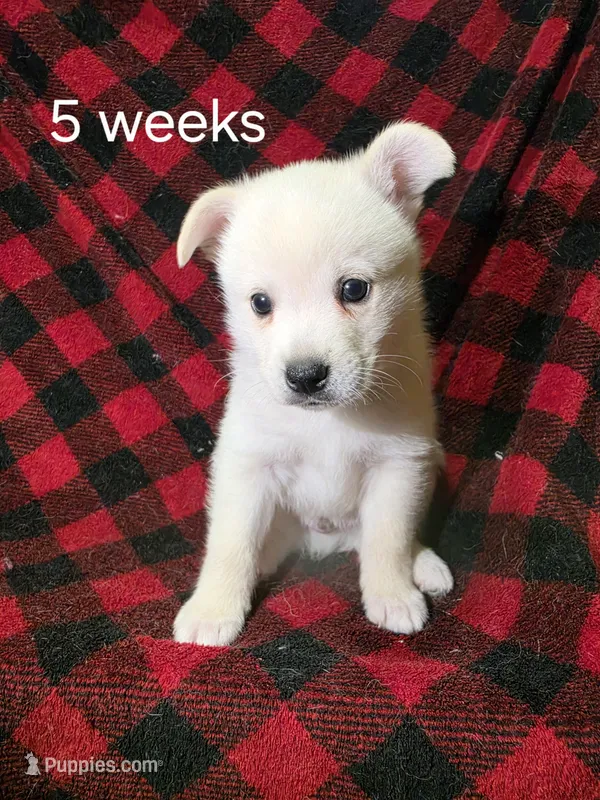 Male – Alaskan Klee Kai puppy for sale in Cloquet, MN