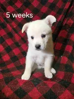 Male, a male Alaskan Klee Kai for sale in Cloquet, MN – 1 of 1