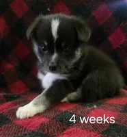 Honey, a female Alaskan Klee Kai for sale in Cloquet, MN – 5 of 9