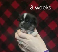 Honey, a female Alaskan Klee Kai for sale in Cloquet, MN – 6 of 9