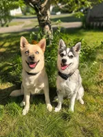 Honey, a female Alaskan Klee Kai for sale in Cloquet, MN – 9 of 9