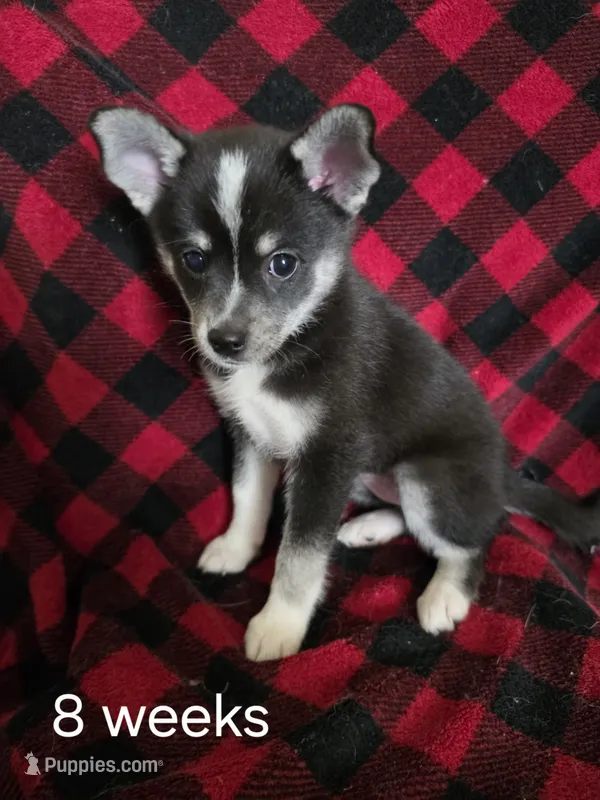 Female – Alaskan Klee Kai puppy for sale in Cloquet, MN
