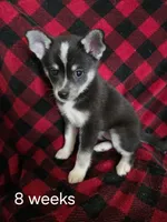 Honey, a female Alaskan Klee Kai for sale in Cloquet, MN – 1 of 9