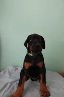 Roch, a male Doberman Pinscher for sale in Des Plaines, IL – 4 of 6
