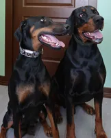Roch, a male Doberman Pinscher for sale in Des Plaines, IL – 2 of 6