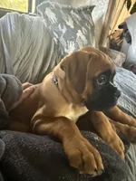 Female Fawn, a female Boxer for sale in Otis Orchards, WA – 2 of 2