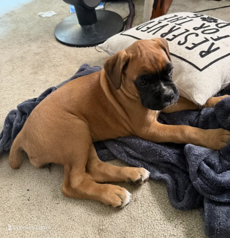 Female Fawn – Boxer puppy for sale in Otis Orchards, WA