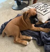 Female Fawn, a female Boxer for sale in Otis Orchards, WA – 1 of 2
