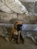 Zoey, a female Boxer for sale in Otis Orchards, WA – 6 of 7