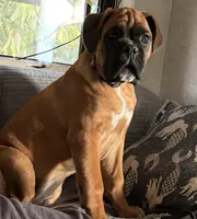 Mac, a male Boxer for sale in Otis Orchards, WA – 5 of 5