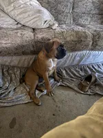Mac, a male Boxer for sale in Otis Orchards, WA – 4 of 5