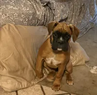 Zoey, a female Boxer for sale in Otis Orchards, WA – 3 of 7