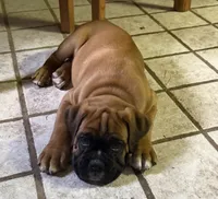 Fawn Boy, a male Boxer for sale in Otis Orchards, WA – 2 of 2