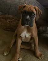 Zoey, a female Boxer for sale in Otis Orchards, WA – 7 of 7