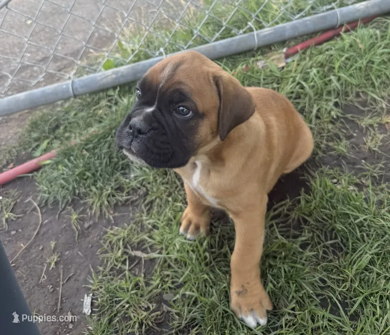 Fawn Boy – Boxer puppy for sale in Otis Orchards, WA