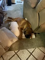 Mac, a male Boxer for sale in Otis Orchards, WA – 3 of 5