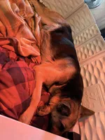 Puppies on the way, a  German Shepherd Dog for sale in Becker, MN – Photo 5 of 5