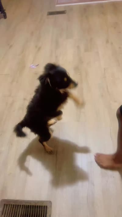 Teddy bear, a male Australian Shepherd and Pomeranian for sale in Greenville, SC – 2 of 2