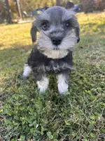 Uri , a female Miniature Schnauzer for sale in Claremont, NC – 2 of 7