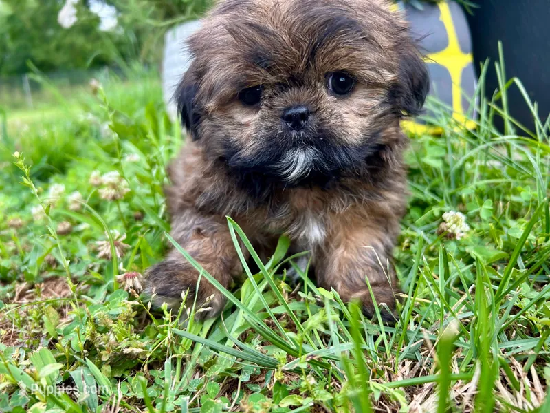 Chewbacca – Shih Tzu puppy for sale in Claremont, NC