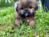 Chewbacca, a male Shih Tzu for sale in Claremont, NC – 1 of 5