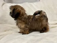 Bruno, a male Shih Tzu for sale in Claremont, NC – 4 of 8