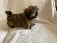 Gizmo, a male Shih Tzu for sale in Claremont, NC – 2 of 8