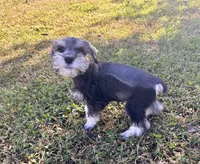 Uri , a female Miniature Schnauzer for sale in Claremont, NC – 4 of 7